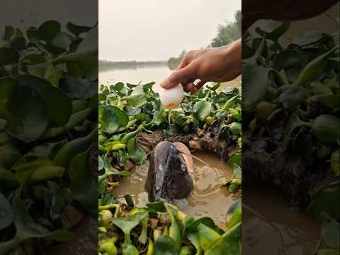 lấy trứng gà đẻ làm mồi dụ cá và cái kết #fishing #short
