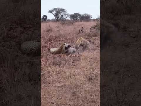 The conservative leopard and the unscrupulous hyena #wildlife #animals #wildlifeentertainment