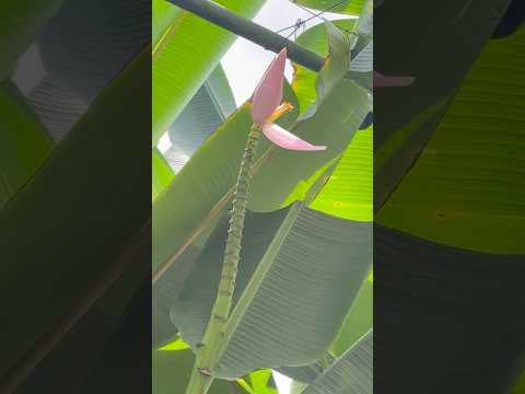 అరటిపువ్వు కిందికి ఉంటుందా?పైకా?#singapore#youtube#shorts#dailyvlogs#trending#fruitfarm#malaysia