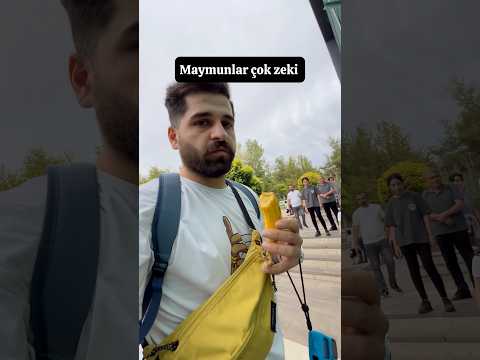 Maymunlar çok zeki 🧠  #shorts #maymunlar #keşfet #hayvanlar #zoo