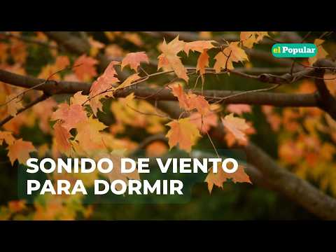 ASMR | Duérmete con el Sonido del Viento 🌬️ Ruido Relajante para Ansiedad y Sueño Profundo