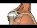 Glenohumeral Joint Anatomy and Function
