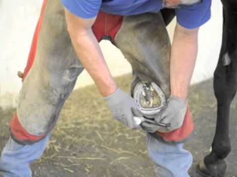 How to remove a horse's shoe | Horse & Hound