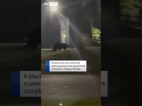 Bear spotted roaming neighbourhood
