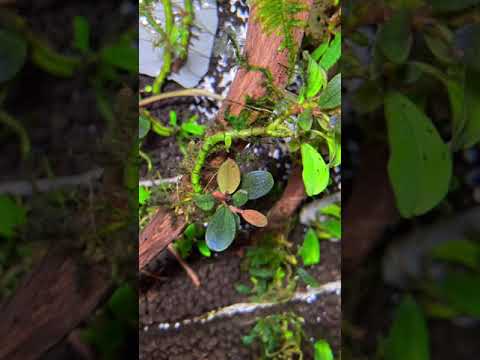 Bucephalandra Bucephalandra video