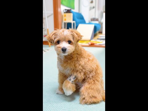 붕대 감고 심각하게 고장 난 강아지#shorts