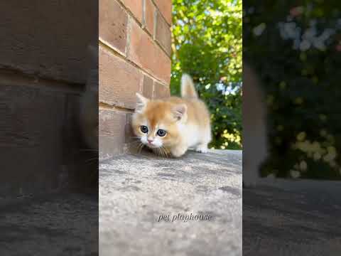 Cute kitten viral video shorts #cat #shorts #viralshort #cuteanimal #catlover #kitten #ytshortsindia
