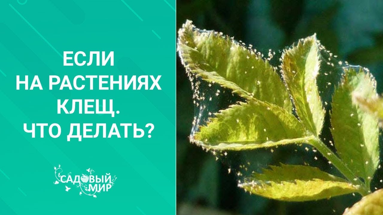 Внимание! На рассаде клещ. Что делать, если листья тускнеют, сохнут. ю опадают