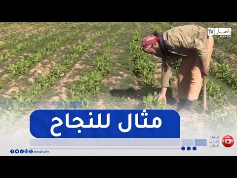 الجلفة / الهادي .. فلاح تحدى الصخور في مسار الإستثمار الفلاحي