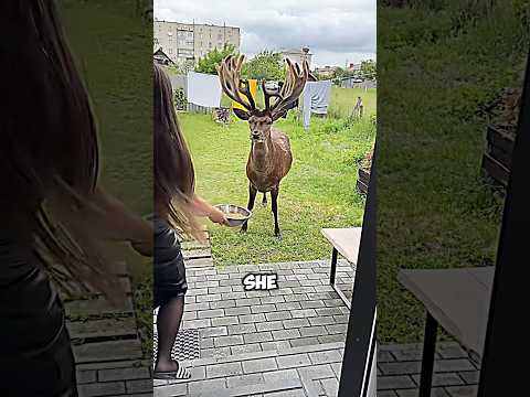 This dear deer friend came to meet her friend everyday ❤️