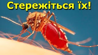 Комарі - найнебезпечніші тварини на планеті | В Україні помітили азійських тигрових комарів