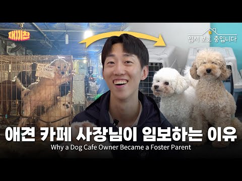 이전과는 180도 다른 삶을 살고 있는 강아지들 Meet the foster pups enjoying new lives in new homes