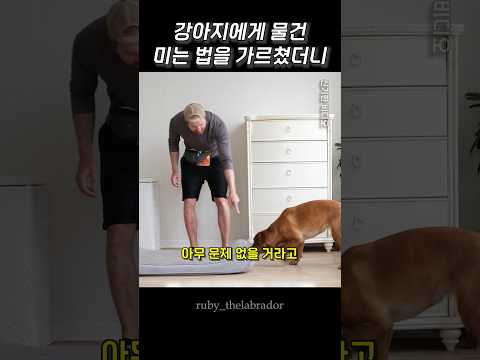 강아지에게 물건 미는 법을 가르쳤더니
