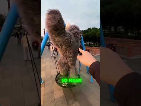 ๐ฆ๐๐ Good Gorilla vs. Bad Gorilla #funny