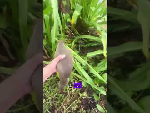 سنجاب لطيف 🐿️ #shorts #shortvideo