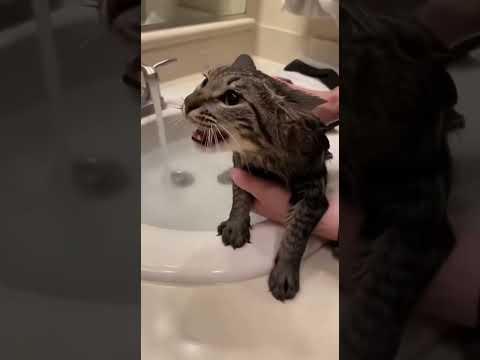 Never Try to Bathe a CAT Like THIS! The MESS is UNREAL! 😂