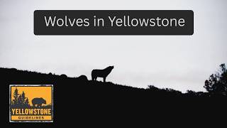 Yellowstone Wolves - Wolf Watching in Yellowstone National Park