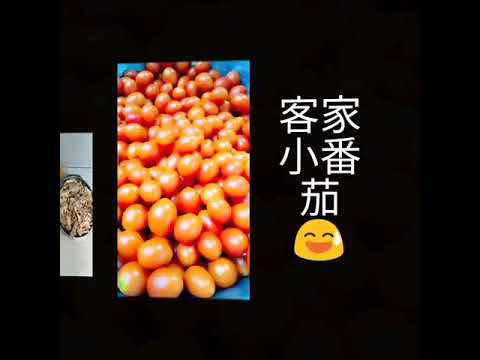 客家歌、客家菜、客家文化好精彩！ - YouTube