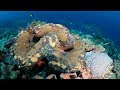 Giant Clams: Myths, Threats, and Conservation