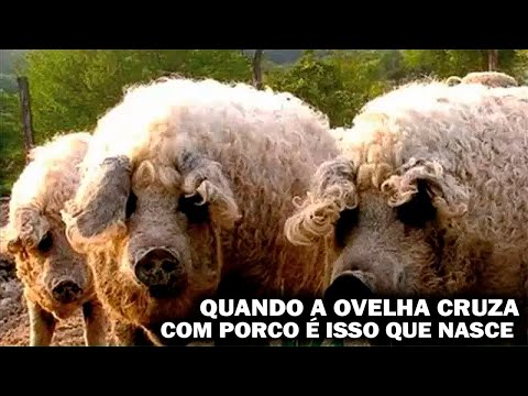 O PORCO MAIS RARO E VALIOSO QUE EXISTE NA TERRA – Porco Peludo