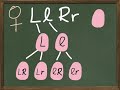 Exploring Bio-Genetics and Punnett Square Fundamentals