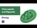 Photosynthesis and Plant Pigments