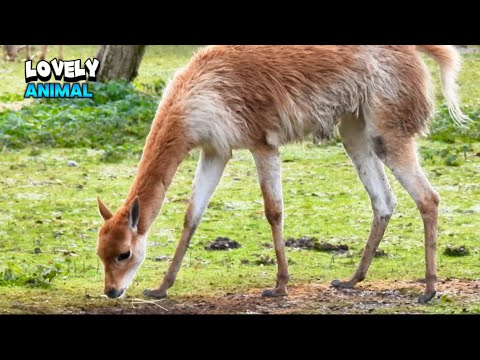 Lovely Animal Looking For Some Food