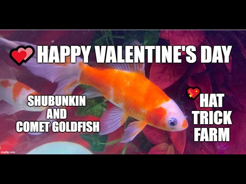 💝 HAPPY VALENTINE’S DAY 💖 | 💖SHUBUNKIN  This is a display of single tail goldfish in a tank decorated with stone hearts.
I'm growing out the