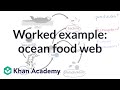 Understanding Food Webs