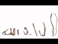 2012 Ancient Secrets pt 1- The King Of Dinosaur and The Intelligent Design.