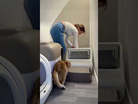 Habt ihr ein elektrischen Klo? #katzen #katzenliebe #katzenmama