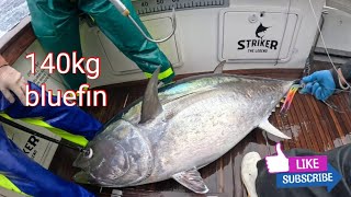 140kg Bluefin Tuna
