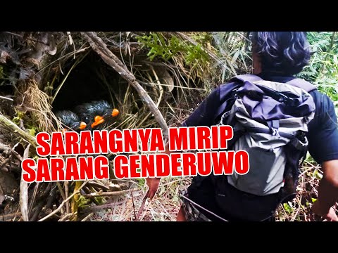 AKHIRNYA BERHASIL MENEMUKAN SARANG BURUNG 5 WARNA INI DITEPI JURANG, BERSYUKUR MESKI BABAK BELUR