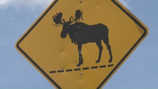 YouTube video thumbnail: Moose-Involved Crashes on the Rise in Maine
