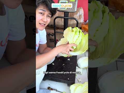 Sawi Putih Raksasa Beratnya 4KG?!?