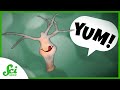 Hydra and Its Phenotypic Flexibility