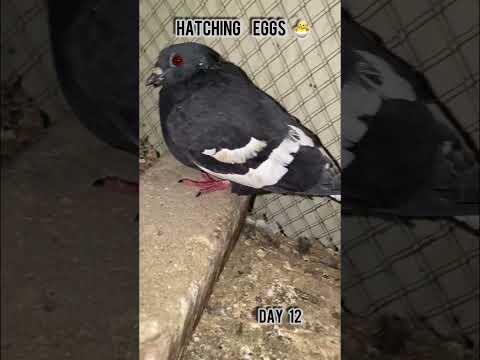 Black Gandadar Eggs #shorts#reels#pigeon#kabutar#hatching#egg#pigeonbreeding