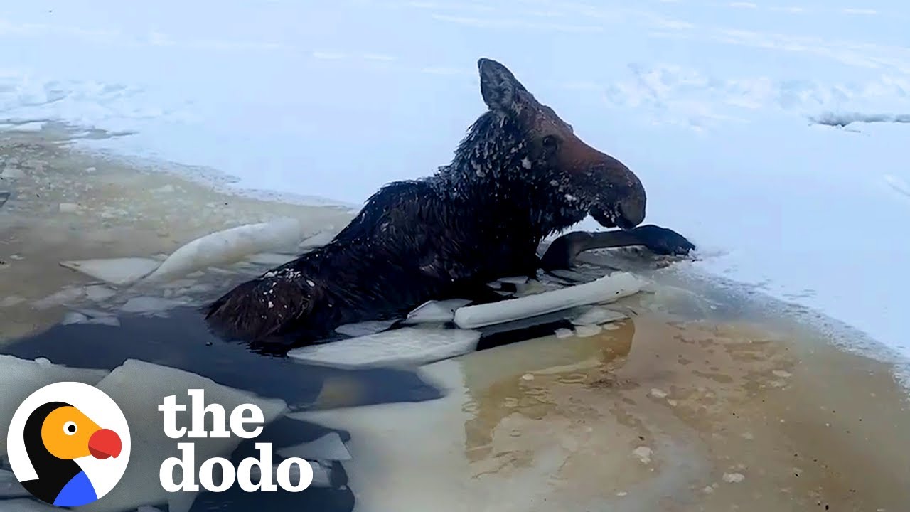 Loggers Rush To Save A Moose Who Fell Through The Ice - The Dodo