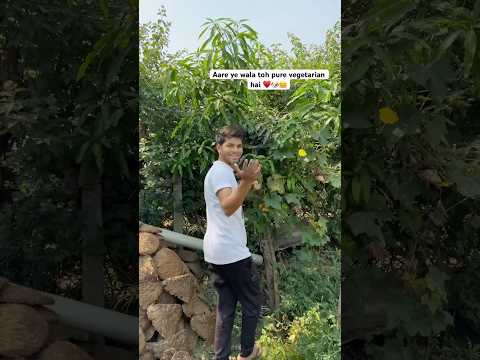 Cute puppy wo bhi pure vegetarian || cute puppies and dogs || Cute little puppy 🐶 #puppy #puppies
