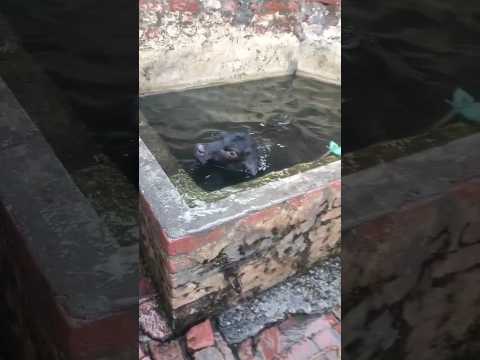 काटडे की पानी में मस्ती enjoying in water buff male calf