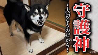 大切な物を守りたい柴犬