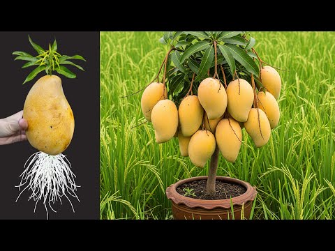 🥭Amazing Mango Tree Propagation: Step-by-Step Guide
