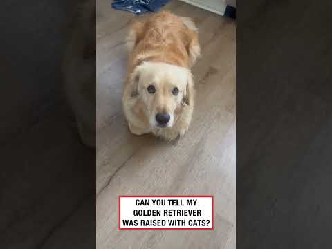 Can you tell my dog was raised with cats? 🤣 (🎥: ViralHog)