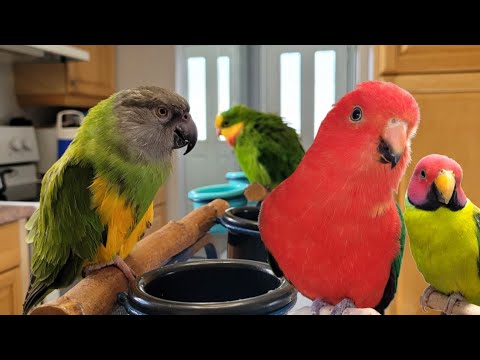 Life with Parrots: My Daily Morning Routine!