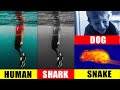 Animal Vision Adaptations