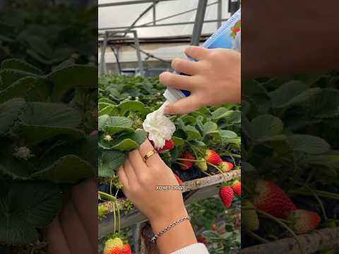 Ну ладно, про колбасу - байт на комменты 😅 Больше локаций в ТГК «Даша, Расскажи!» #клубника