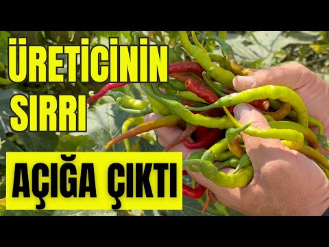 Biber Hasadında Devrim! Fide Dikimi, Doğru Gübreleme ve İpe Sarma ile 5 Kat Fazla Verim Nasıl Alınır