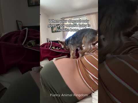 The dog knows his mother is pregnant! #dog #doglover #cutedog