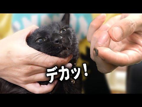 【保護猫】自分のデッカい鼻くそに驚く猫