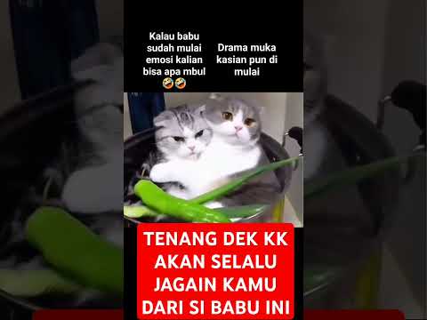 babu lagi emosi sama mereka berdua #cat #tingkahkucing #tingkahlucukucing